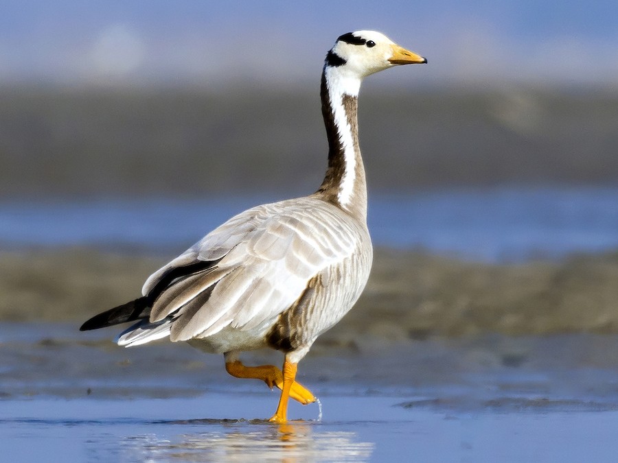 bar headed geese