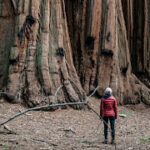 bios urn blog featured image a journey through time with the worlds oldest trees by vitto sommella on unsplash
