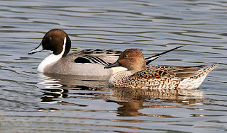 Bhigwan:Maharashtra’s Hidden Wetland NorthernPintail