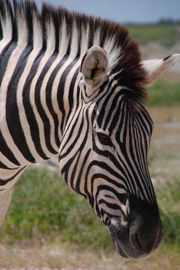 baluda zebra 425153