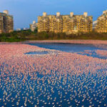 header mumbai flamingos