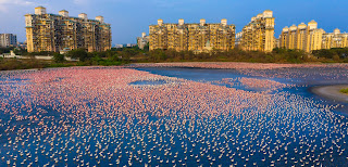 header mumbai flamingos
