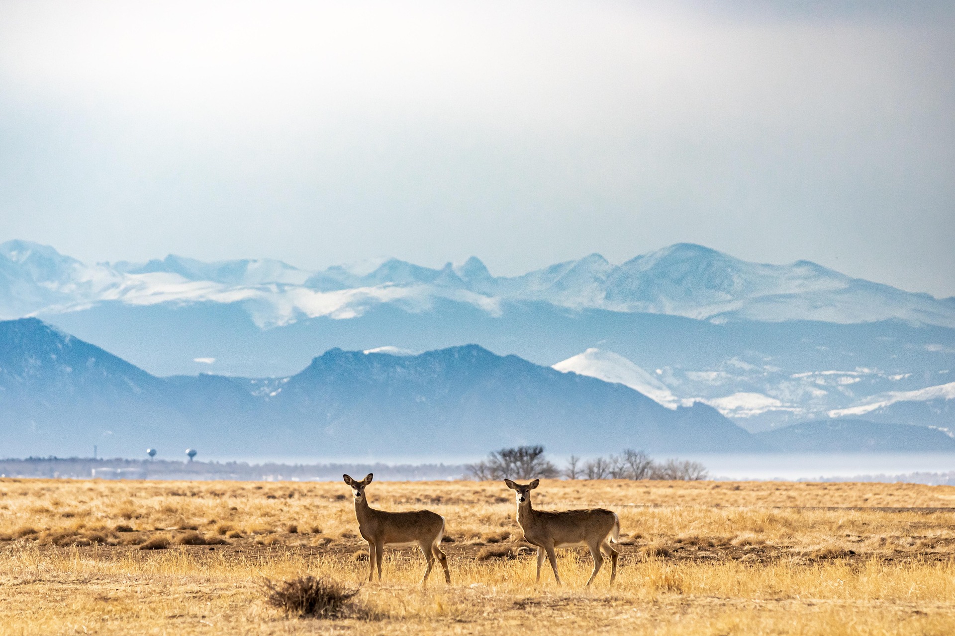 hitthetrailjack deer 7453413 1920