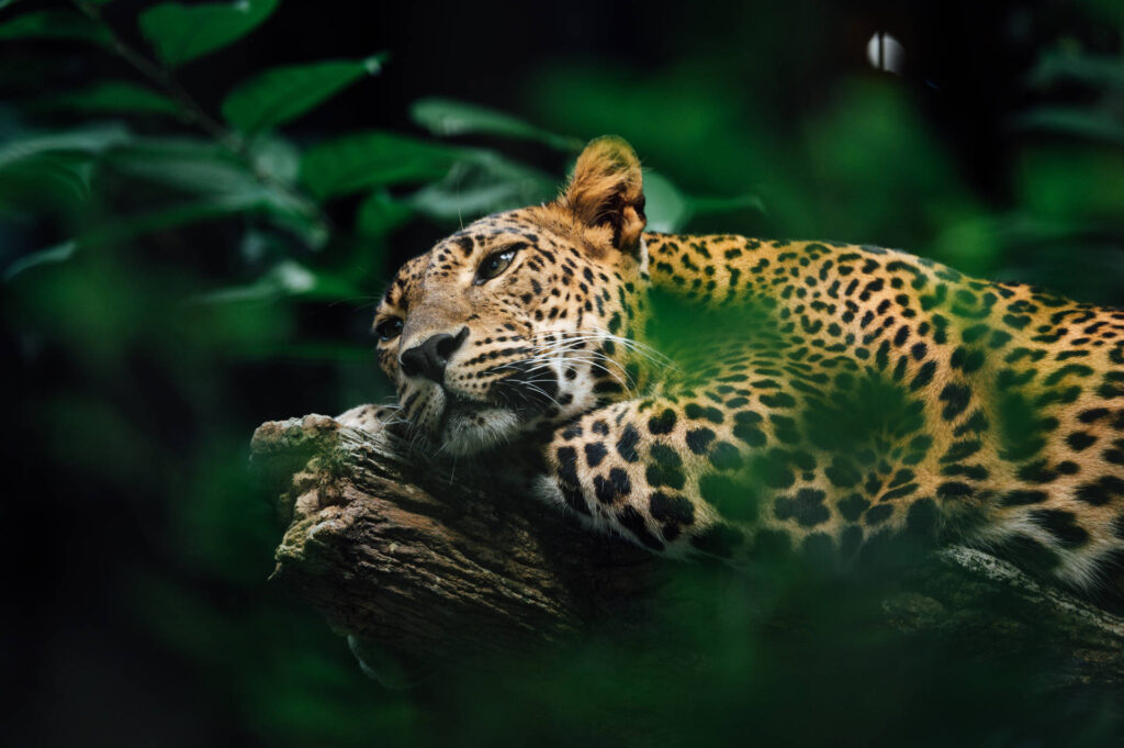 jaguar at amazon forest 9oyxhtgw81a5du0p