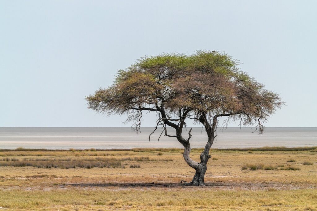 makabera acacia 9565430 1920