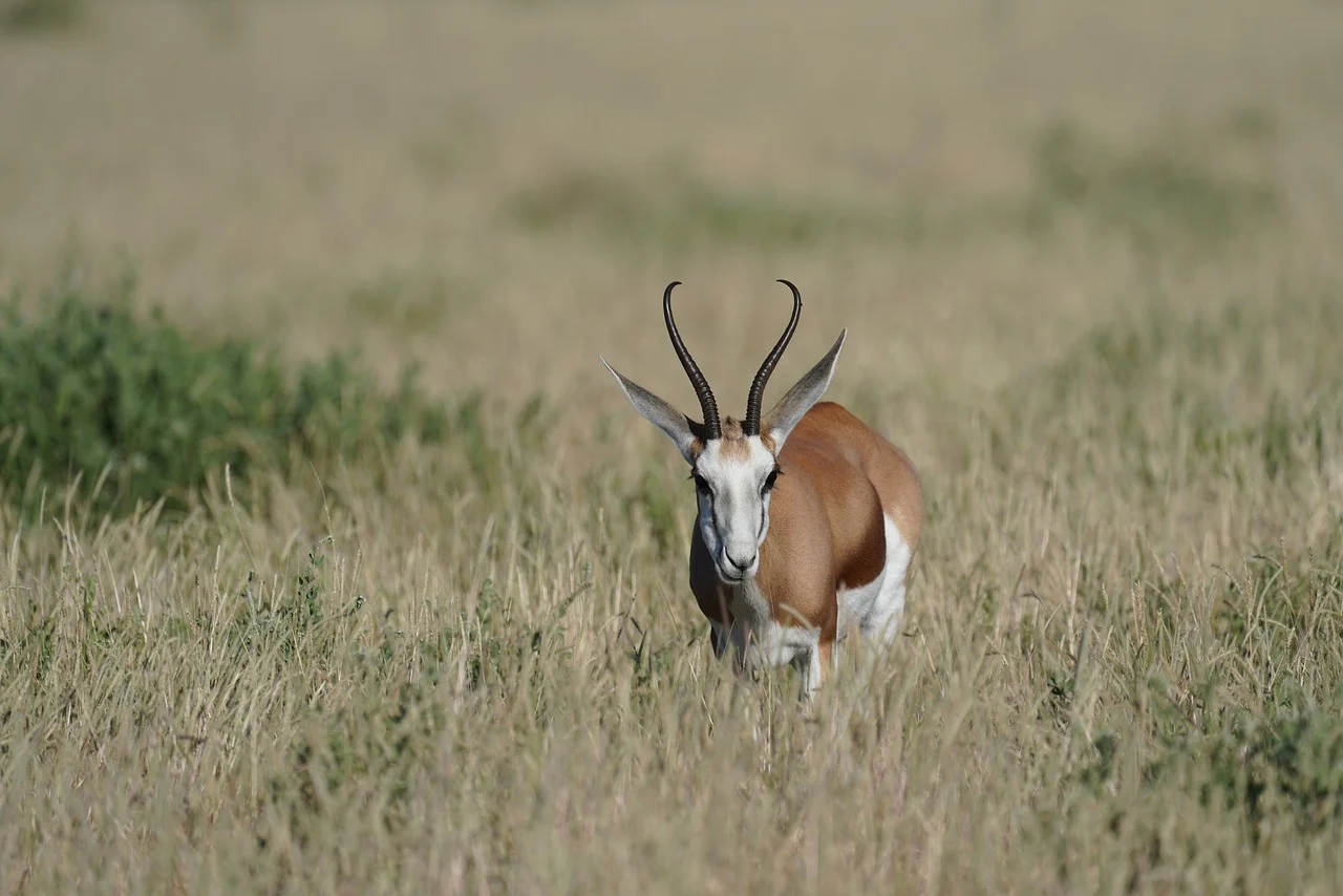 springbok 10048346 1280